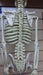 Mini Skeleton 85cm Height 5