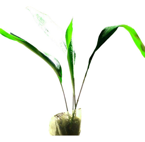 Planta De Interior Aspidistra Oreja De Burro 0