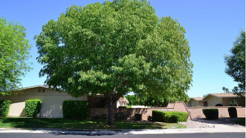 Fresno Perenne ! ( Fraxinus Uhdei Majestic Beauty) Árboles 2