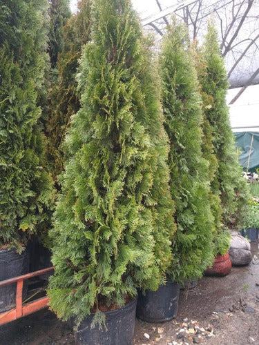 PINO THUJA SMARAG Occidentales Gigantes - Cerco Vivo 0