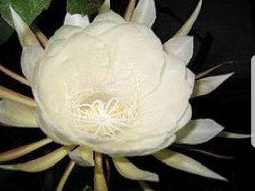 Epiphyllum Oxypetalum Dama De Noche Reina De Noche 1