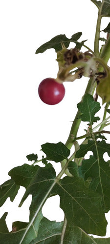 Espina Colorada - Tutiá -solanum Sisymbriifol Arbusto Nativo 0