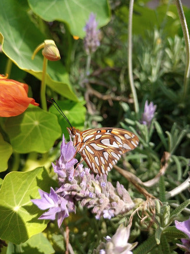 Combo X 5 Plantas Alimentan Mariposas Y Colibríes 4