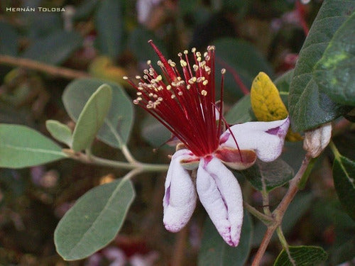 Guayabo Nativo - Feijoa Sellowiana - Frutal Nativo 1