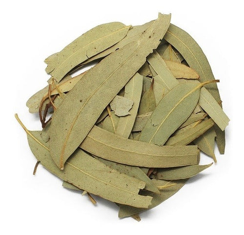 Eucaliptus Dried Medicinal Leaves - 500 Grs 0