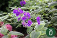 Planta Tibouchina - Planta De La Gloria - Ideal Jardines 4