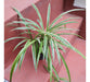 Lazo De Amor Colgante 30cm Chlorophytum. 2