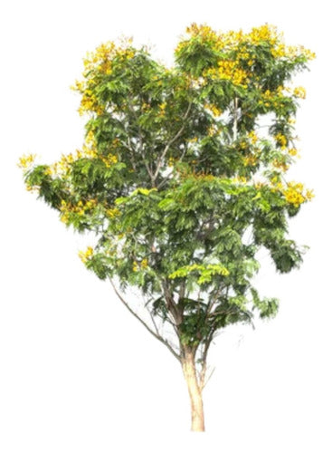 Árbol Tipuana Tipu 0