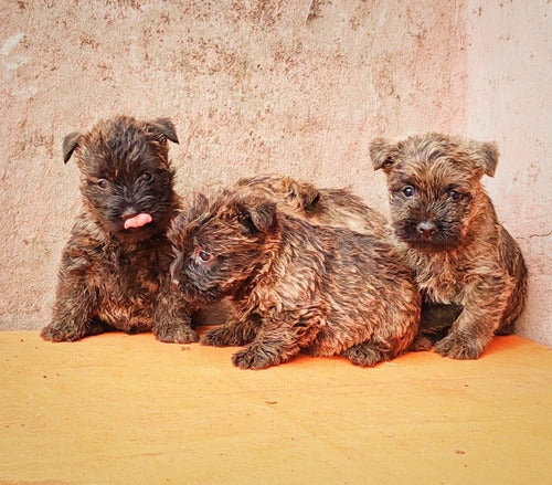 Near West Terriers: Male Cairn Terrier Puppies with Pedigree 0