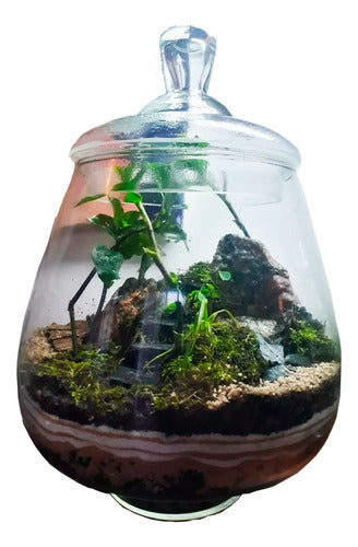 Terrario  Zen Mega Xl  Microambiente Musgario 0