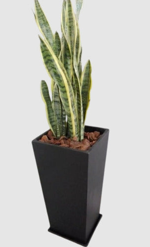 Ohana Arte Natural Sansevieria Espada De San Jorge + Maceta 0