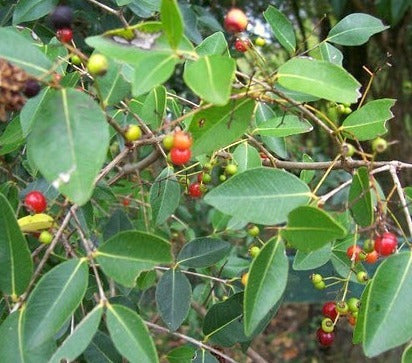 Native Fruit Tree Anacahuita Blepharocalyx Salicifolius 1