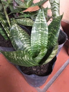 Combo 10 Plantas De Sansevieria Nana Sansiviera Enana. 0