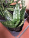 Combo 10 Plantas De Sansevieria Nana Sansiviera Enana. 0