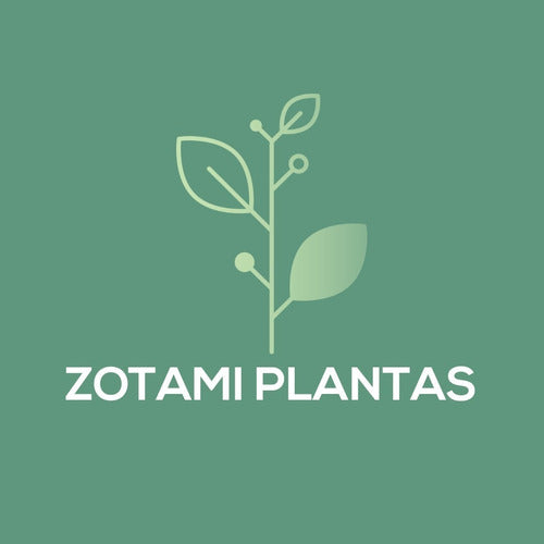 Zotami Plantas Strelitzia Reginae Flor Pajaro Ave 7L Naranja 6