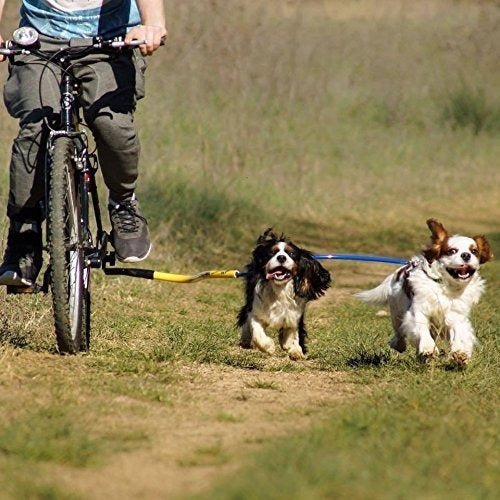 Correa  Perros Anti Vuelco  Prolongador  Bicicleta-  Azul 1