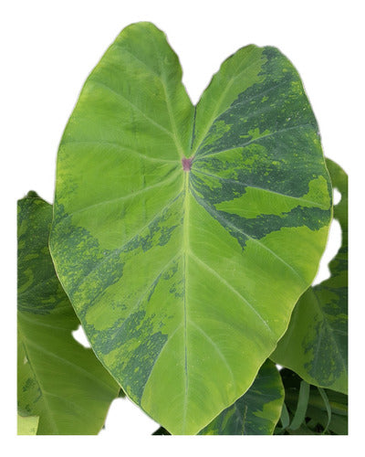 Colocasia Lemon Lime Gecko 0