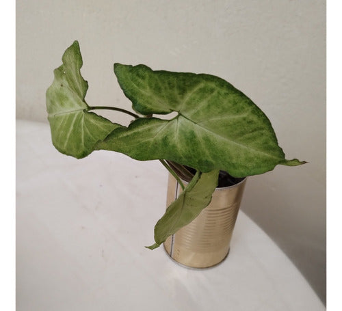 Plantas Syngonium Podophyllum - 30 Cm 5