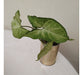 Plantas Syngonium Podophyllum - 30 Cm 5