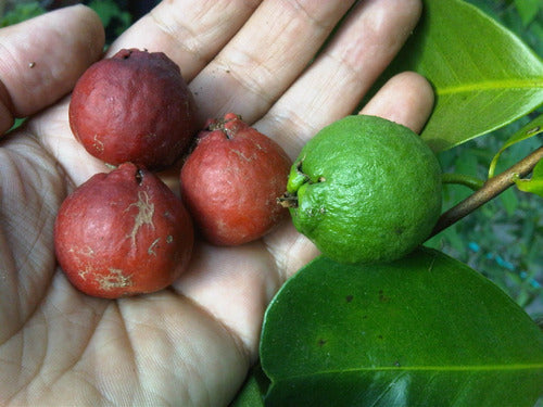 La Huertina Garden: Arazá Serrano - Rare Guava Variety! 2