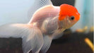 Goldfish Red Cup Small Aquatic World Offer 6