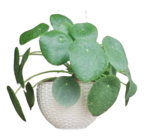 Ohana Arte Natural Pilea Peperomioide + Hanging Pot 1