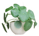 Ohana Arte Natural Pilea Peperomioide + Hanging Pot 1