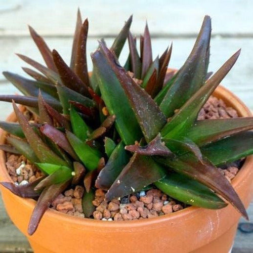 Mix Aloe Crasas Suculentas Brevifolia Black Juvenna White 2