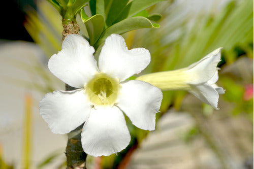 ArandanosdelSol Bignonias - 3 White Flowering Vines 4