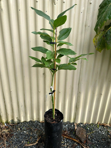 Árbol De Palta Hass Injertado Combo X 3 Unidades 1