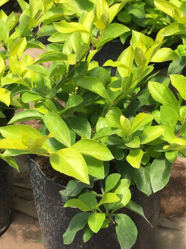 Duranta Plants in 3L Pot 2