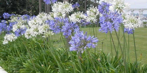 Agapantos. Vivero Sol 1