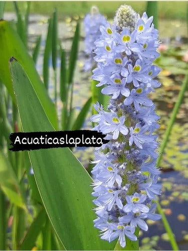 Pontederia Lanceolata Estanque 1