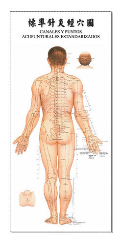 Poster Acupuntura Trilateral Cuerpo Humano 32x70cm 3 Posters 1