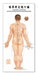 Poster Acupuntura Trilateral Cuerpo Humano 32x70cm 3 Posters 1