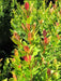 Natural Plants Live Hedges Eugenias X10 Units In 3L 7