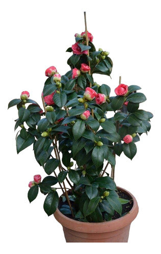 Naturaleza Activa Camelia Japónica En Varios Colores 7 Lts 0