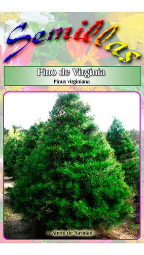 Semillas De Pino De Virginia (pinus Virginiana) 2