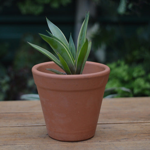 Planta Crasa Agave Desmetiana Variegata 1