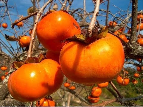 Arbol De Caquis Autofertil 1