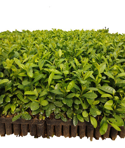 Yerba Mate Seedlings by Ilex Paraguariensis - 50 Units 0