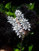 Feathered Epaulettes with Chains and Gemstones 3