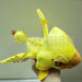 Monster Hunter Rioreia Rathian Yellow Plush Doll 8.5in 5