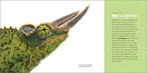 Reptiles for Kids: A Junior Scientist's Guide to Lizards by Michael G. Starkey - Book : Reptiles For Kids A Junior Scientists Guide To...