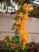 Bignonia Venusta Trumpet Vine Orange 2