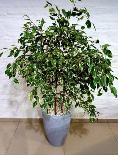 Ficus Interior Con Maceta Y Decoración Con Piedritas!! 1