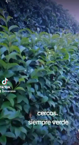 Ligustrina - Ligustrum Sinense for Living Hedge or Decoration - 100 Bare Root Plants 0