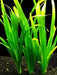 Assorted Giant Vallisneria Offer from Aquatic World 1