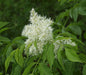 Fresno De Adorno, De Flor ( Fraxinus Ornus ) Árboles 1