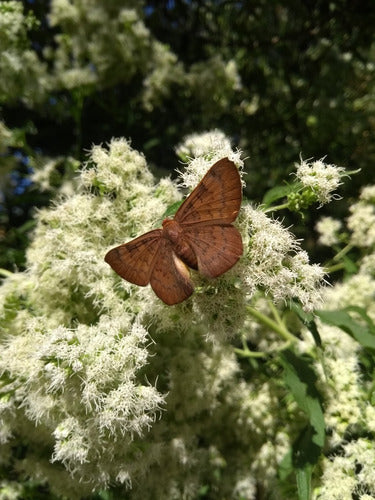 Combo X 5 Plantas Alimentan Mariposas Y Colibríes 5